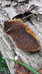 Fuscoporia gilva
