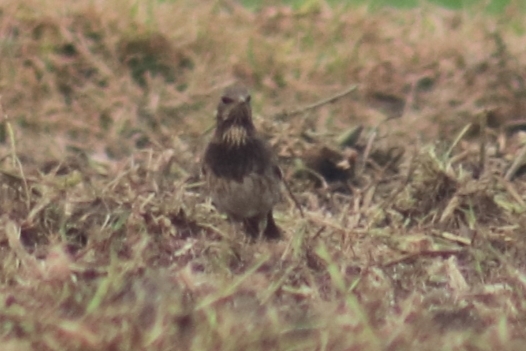 Black-throated Thrush