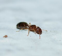 Pheidole parva