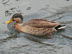 Anas platyrhynchos × zonorhyncha