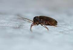 Ptilodactyla