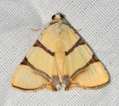 Eulepidotis affinis