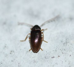Ptilodactyla