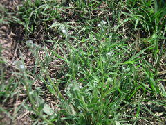 Bothriospermum chinense