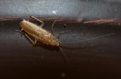 Pseudophyllodromiinae