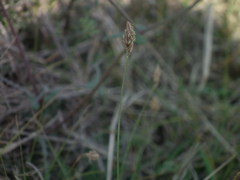 Carex duriuscula rigescens