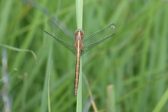 Orthetrum caffrum