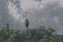 Ardea purpurea