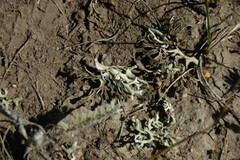 Xanthoparmelia camtschadalis