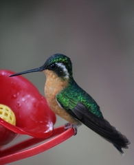 Lampornis castaneoventris