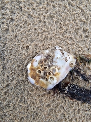 Amphibalanus improvisus