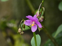 Heterotis rotundifolia