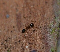 Monomorium floricola