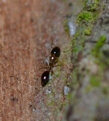 Monomorium floricola