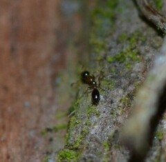 Monomorium floricola