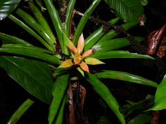 Guzmania lingulata
