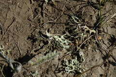 Xanthoparmelia camtschadalis