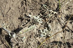 Xanthoparmelia camtschadalis