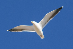 Larus marinus