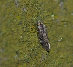 Trichadenotecnum circularoides