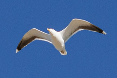 Larus marinus