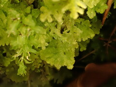 Trichocolea tomentella