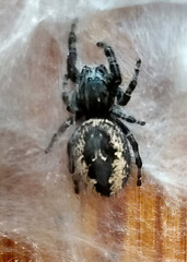 Phidippus borealis