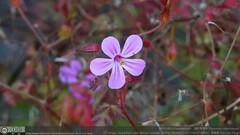 Geranium robertianum