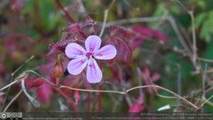 Geranium robertianum