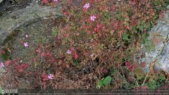 Geranium robertianum
