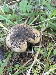 Gomphidius oregonensis