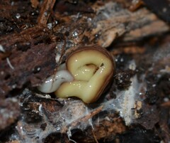 Caenoplana