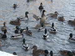 Anas platyrhynchos