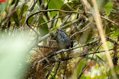 Henicorhina leucoptera