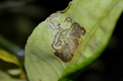 Phyllocnistis citrella