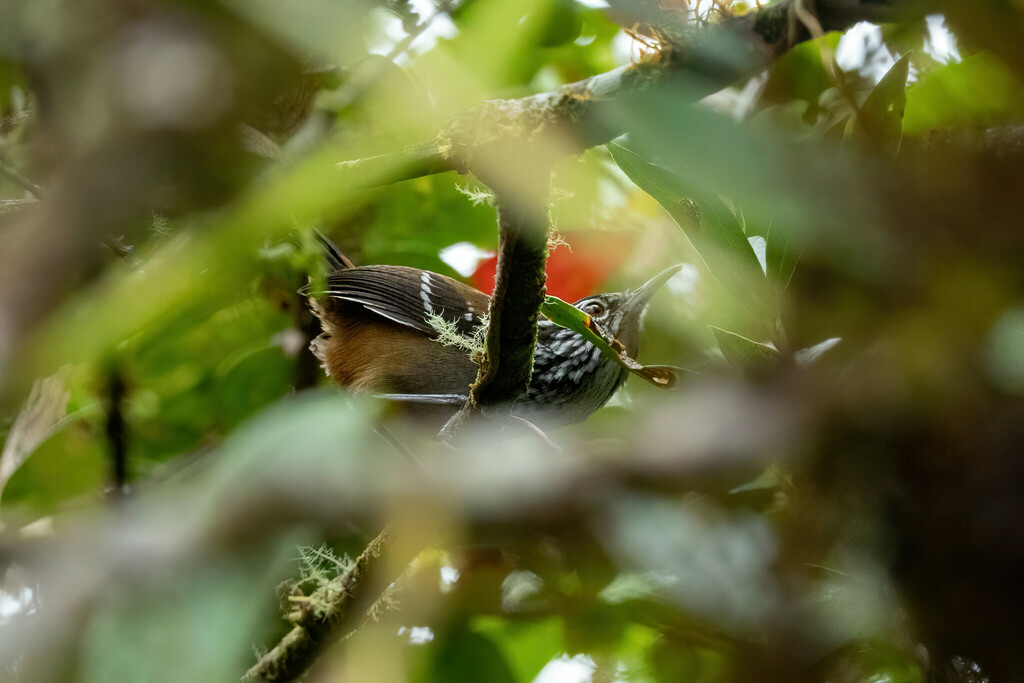 Bar-winged Wood-wren