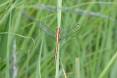 Orthetrum caffrum