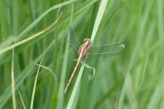 Orthetrum caffrum