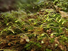 Blindiadelphus recurvatus