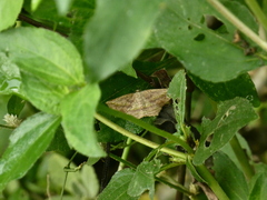 Eusarca concomitaria