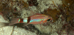 Apogon robinsi