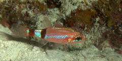Apogon robinsi