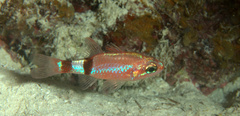 Apogon robinsi