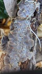 Auricularia mesenterica