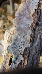 Auricularia mesenterica
