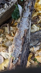 Auricularia mesenterica