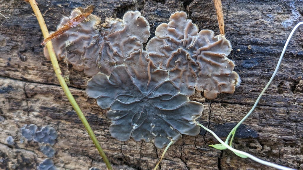 Auricularia mesenterica · December 2022 · photo: © atsushi_nakajima_cirque (iNaturalist, cc-by)