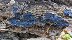 Auricularia mesenterica