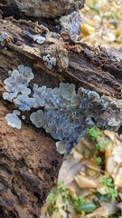 Auricularia mesenterica