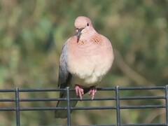 Streptopelia senegalensis senegalensis